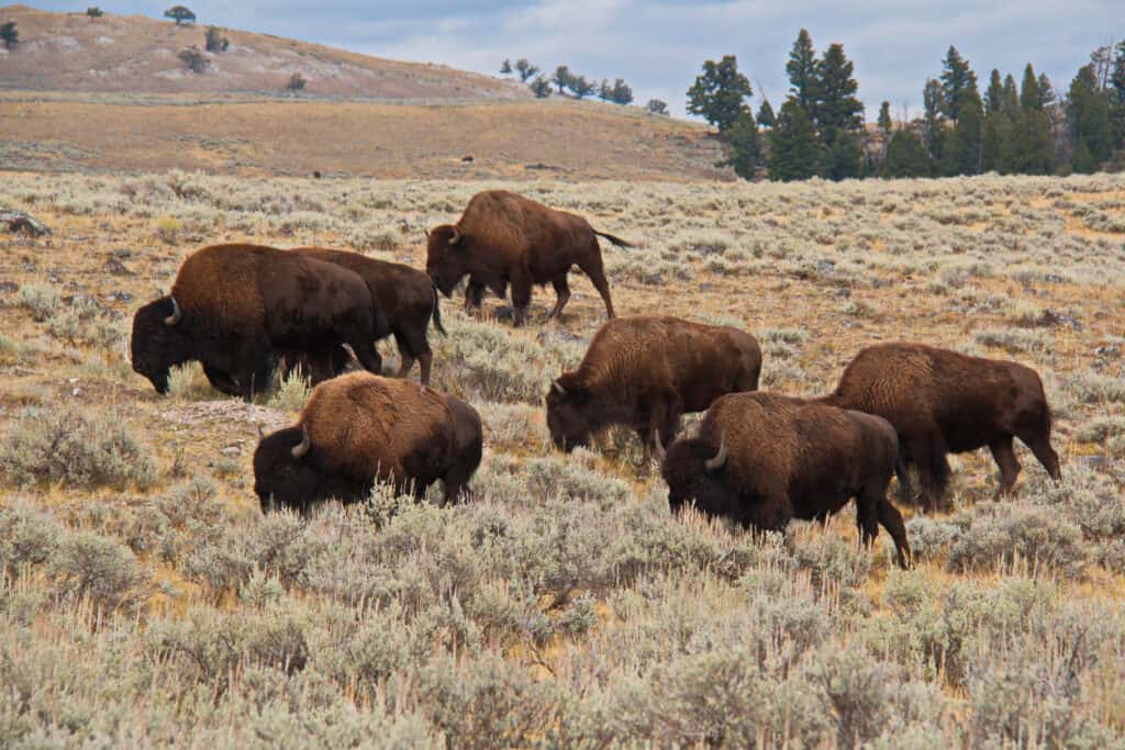 Slowest Buffalo In The Herd