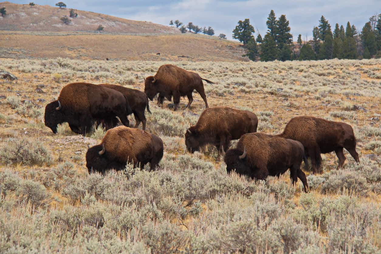 Bison roaming in field