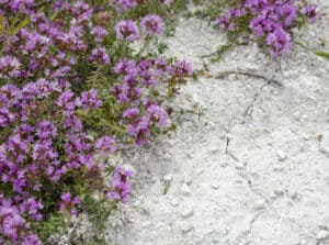 Woolly Thyme vs Creeping Thyme Picture