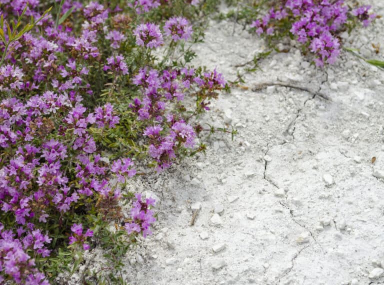 creeping thyme