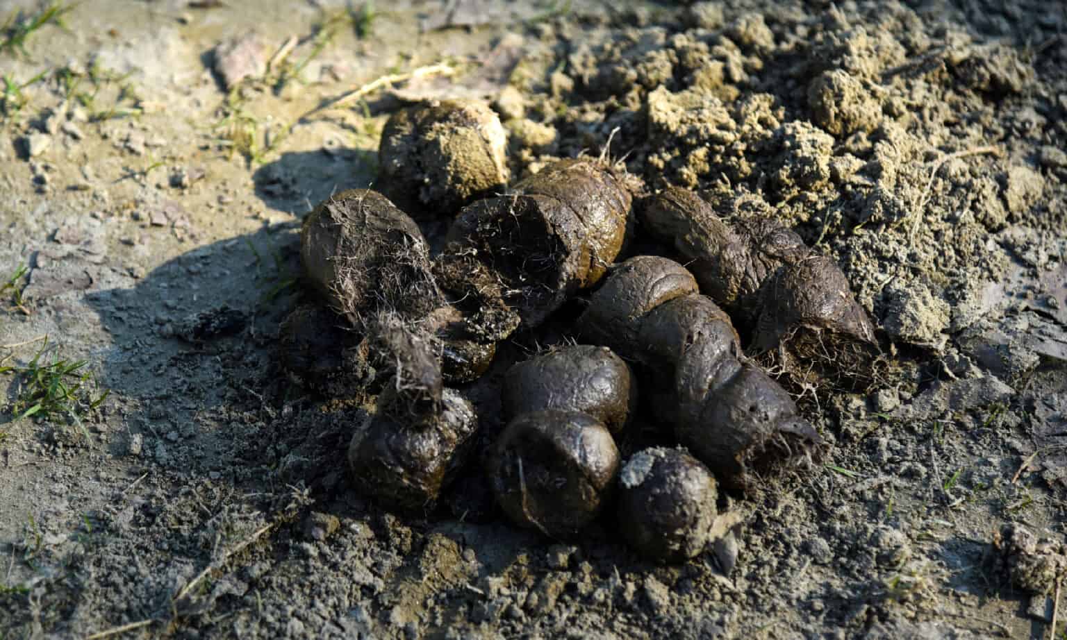 Tiger Poop: Everything You've Ever Wanted To Know - A-Z Animals