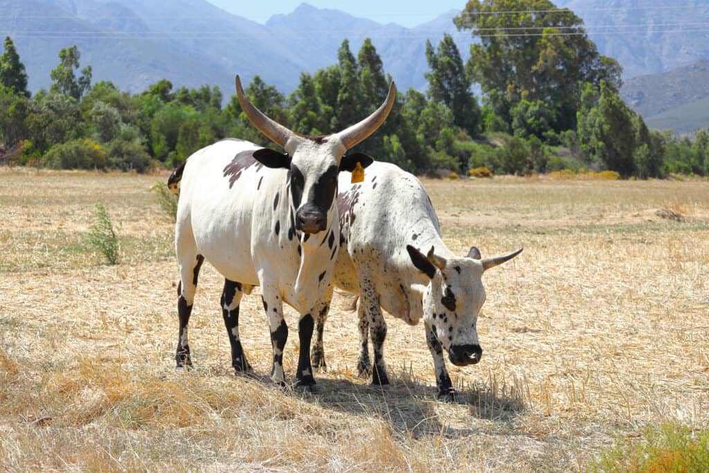 Two Nguni cows grazing in a field with trees