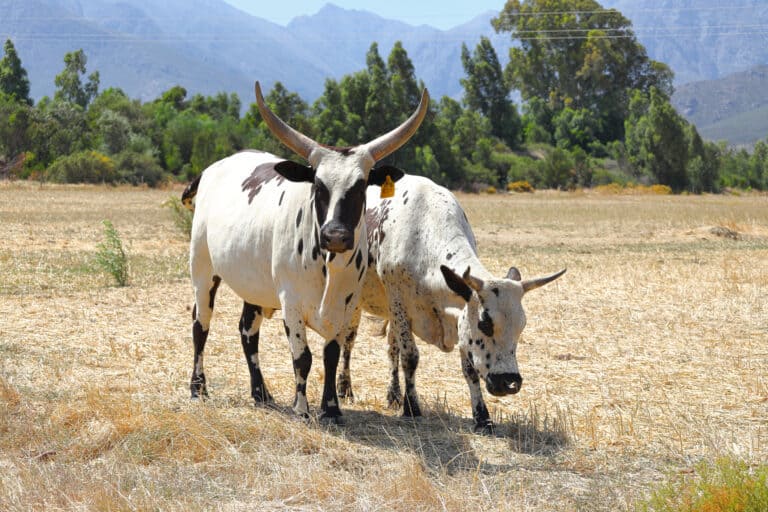Two Nguni cows grazing in a field with trees