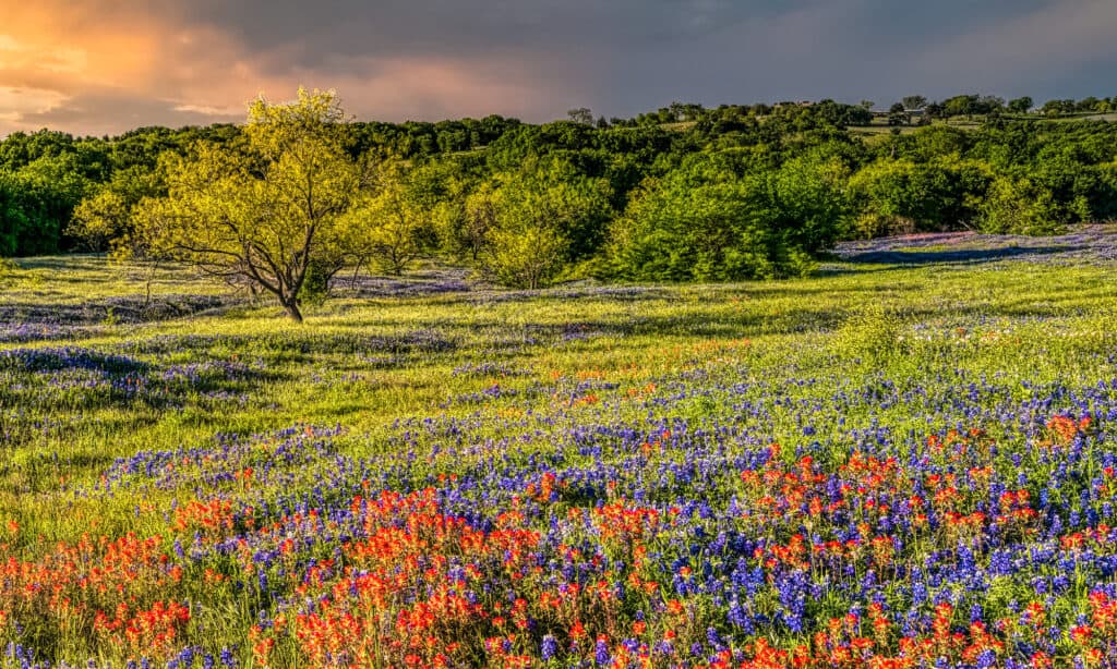 Texas, Ranch, Rural Scene, Wildflower, Agricultural Field