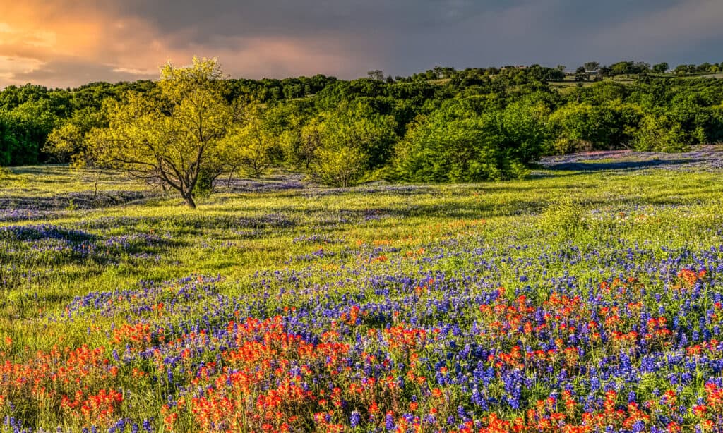 flowers to plant in june