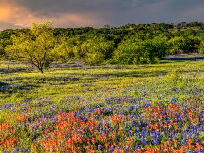 A The 6 Most Colorful Fall-Blooming Flowers in Texas
