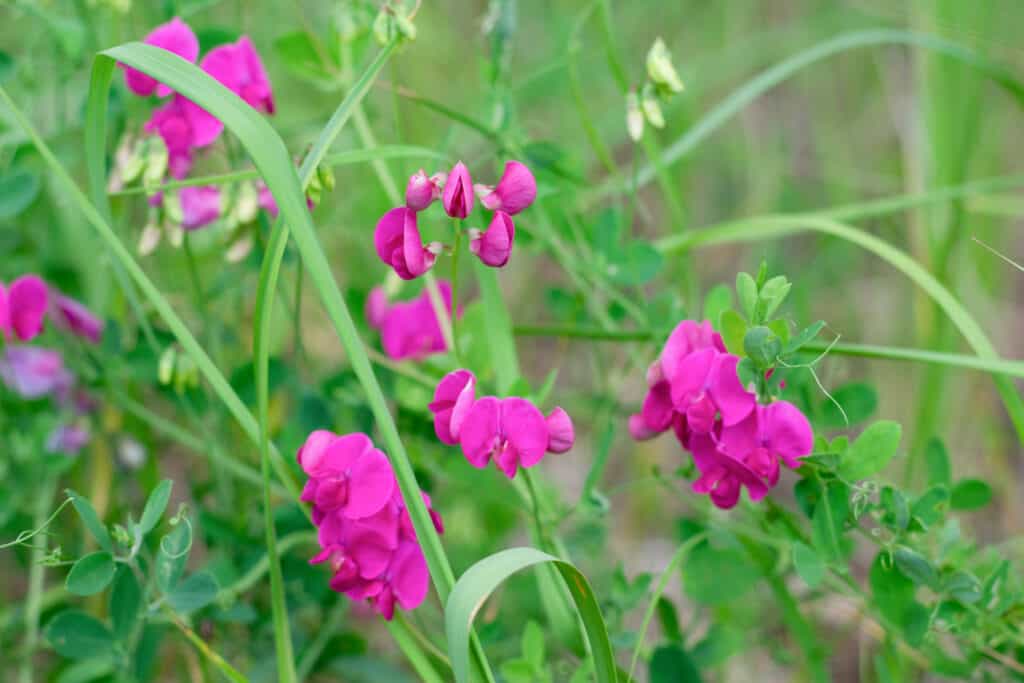Field in countryside full of sweet pea plants with pink flowers also called as Lathyrus odoratus. Summertime herbs