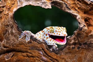 Gecko Teeth: Everything You Need To Know Picture
