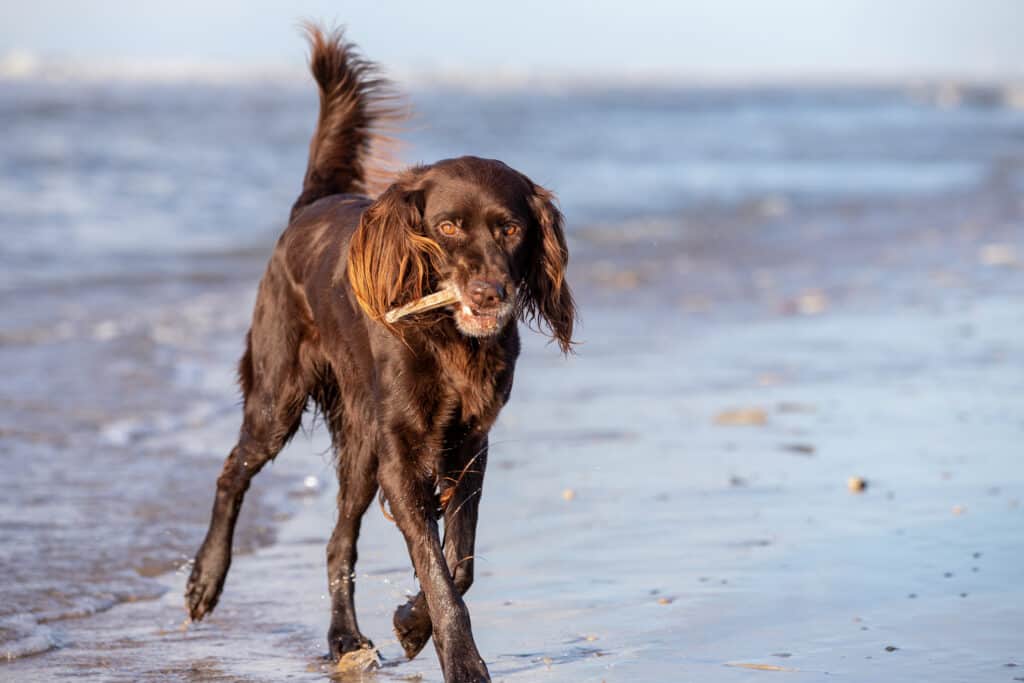 German Longhaired Pointer on the beach