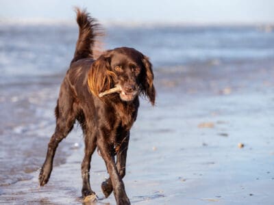 German Longhaired Pointer Picture