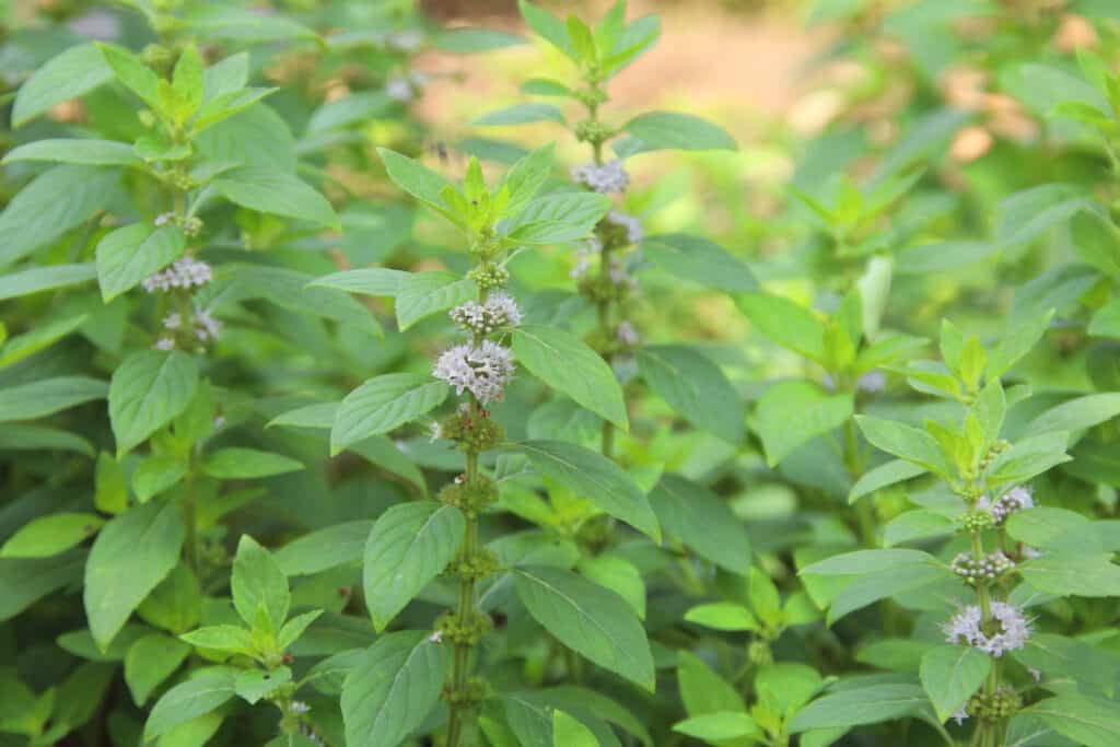 Pennyroyal plant Pennyroyal plant is a flowering plant with a mint odor.