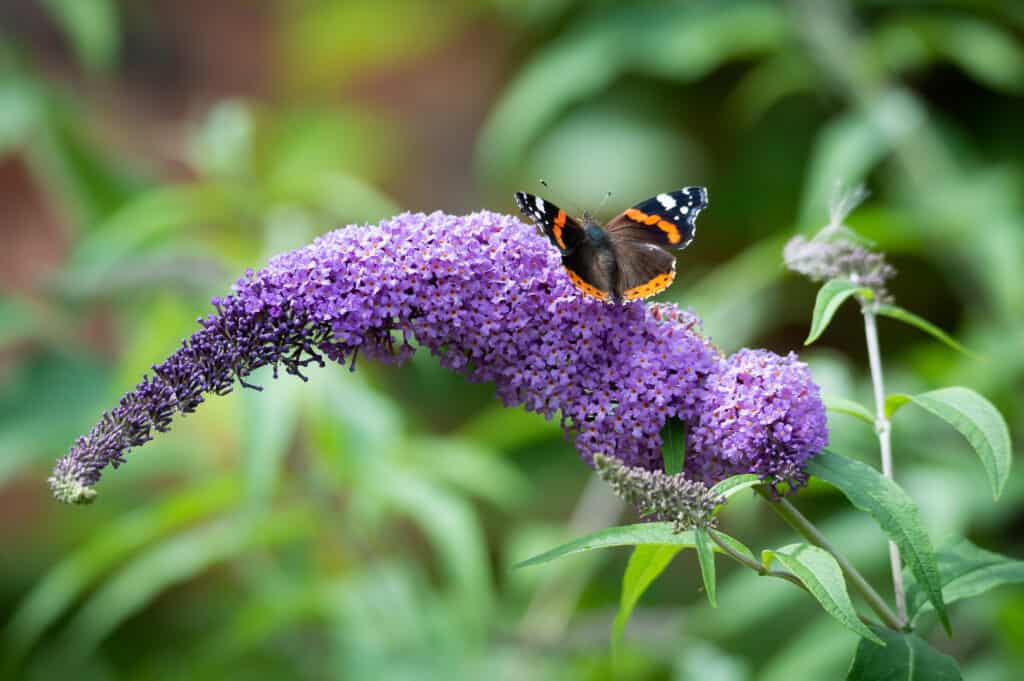 Red Admiral butterfly on Buddleia flower (Butterfly bush)