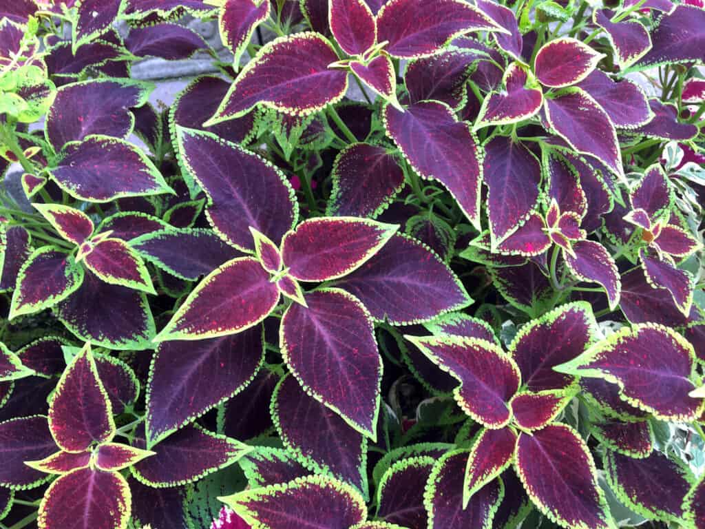 Coleus