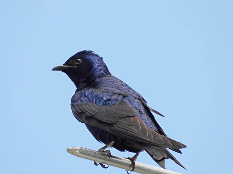 What Do Purple Martins Eat? - A-Z Animals