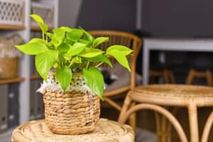 Philodendron Golden Goddess vs Lemon Lime: Is There A Difference? Picture
