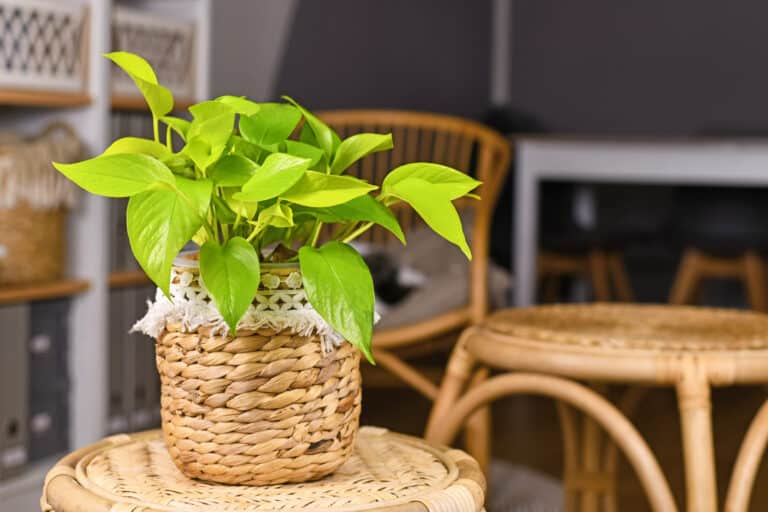Basket, Boho, Botany, Color Image, Copy Space