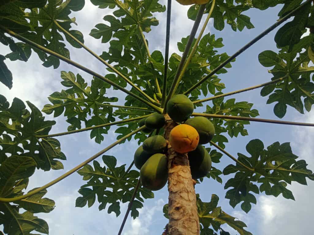 Papaya tree with fruit