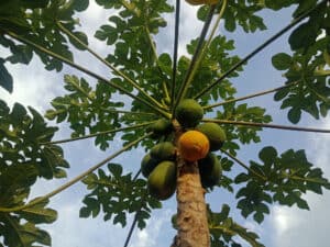 The 8 Best Fruit Trees That Grow In Central Florida Picture