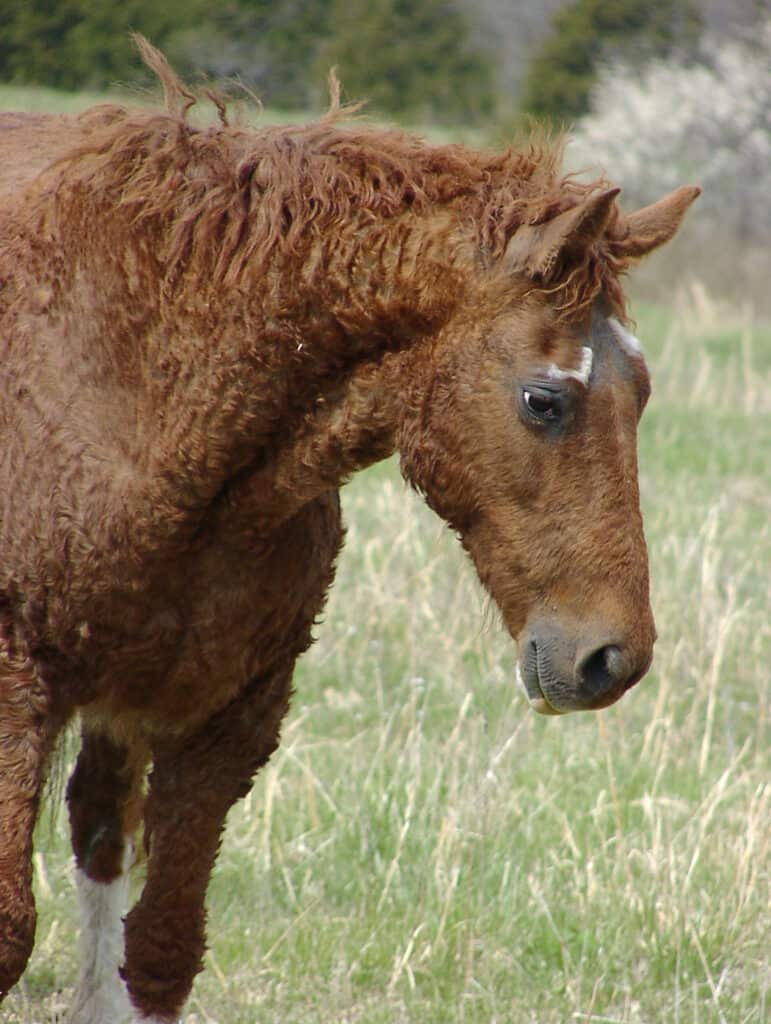 A Bashkir curly horse in the field