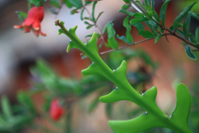 Fishbone Cactus