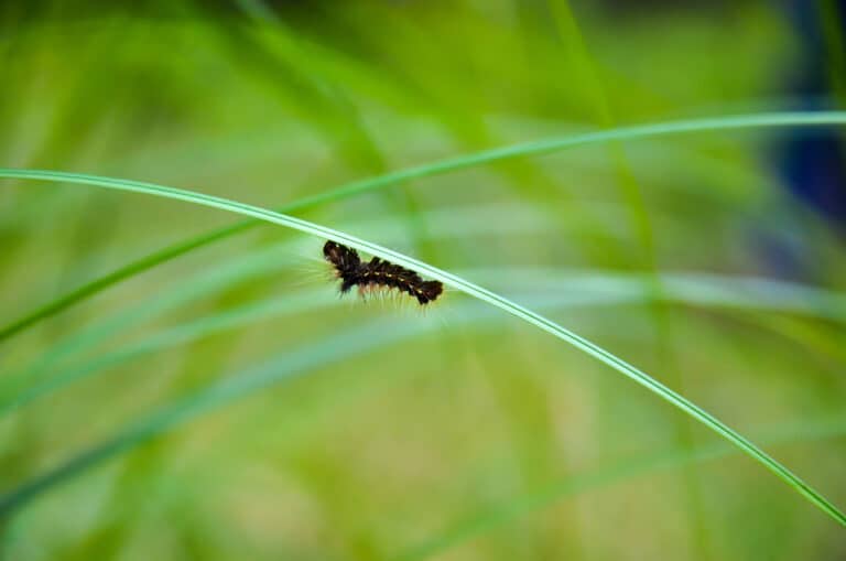 spongy moth on a piece of grass