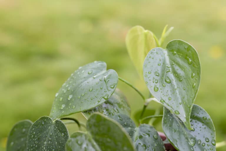 Heartleaf Philodendron