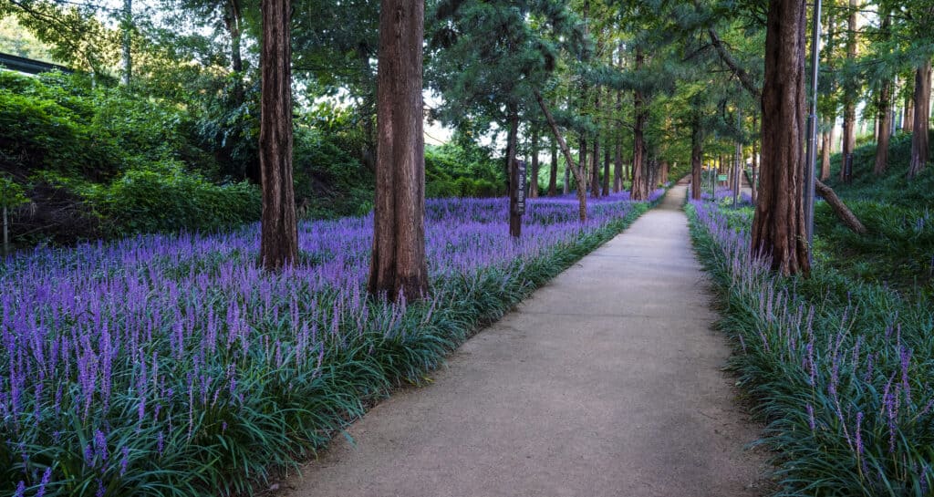 Lilyturf (Liriope muscari) is a shade-loving ground cover