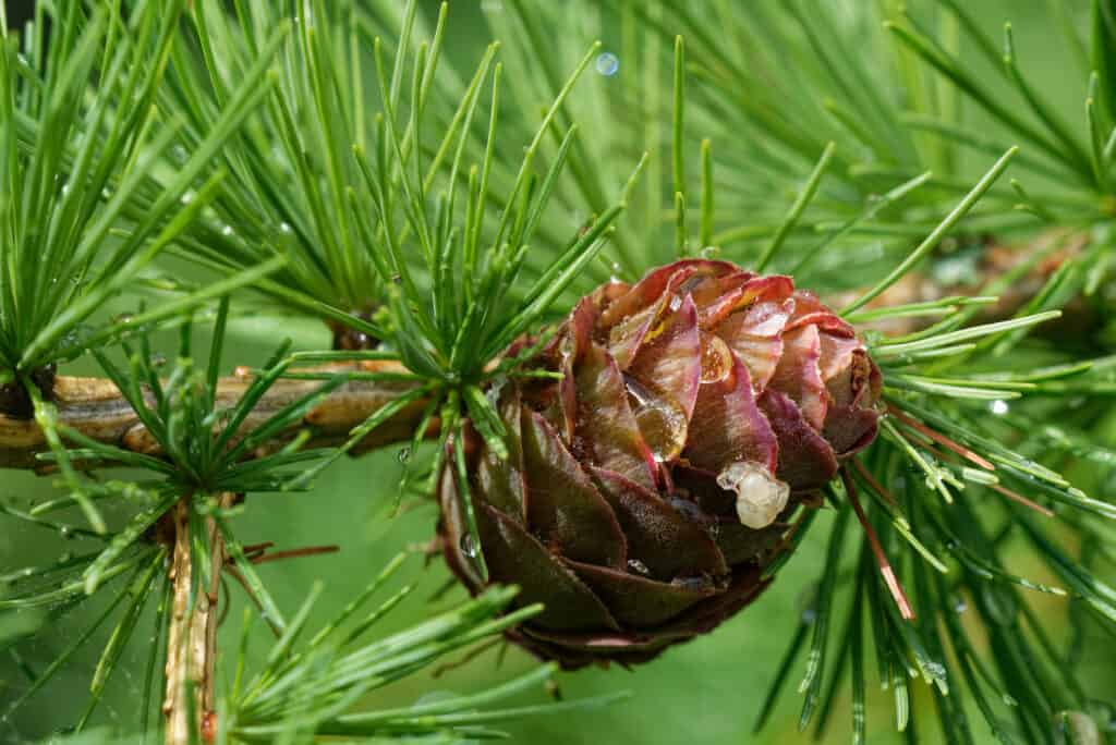 Larch tree with ovulate cone