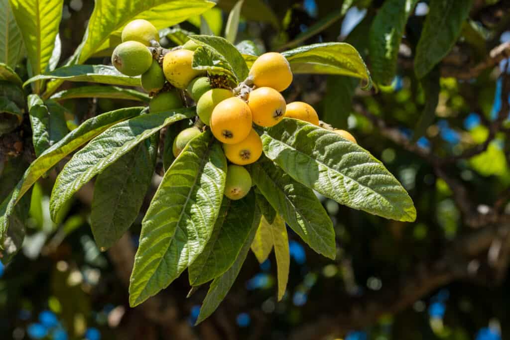 Loquat fruits on tree branch outdoors
