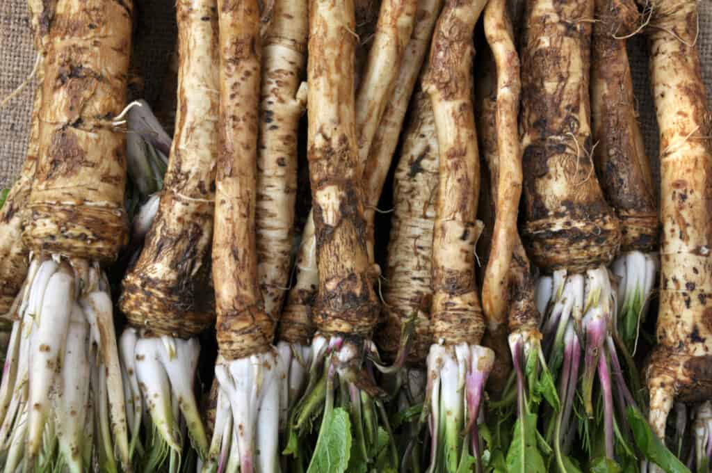 Root horseradish freshly dug-out of soil