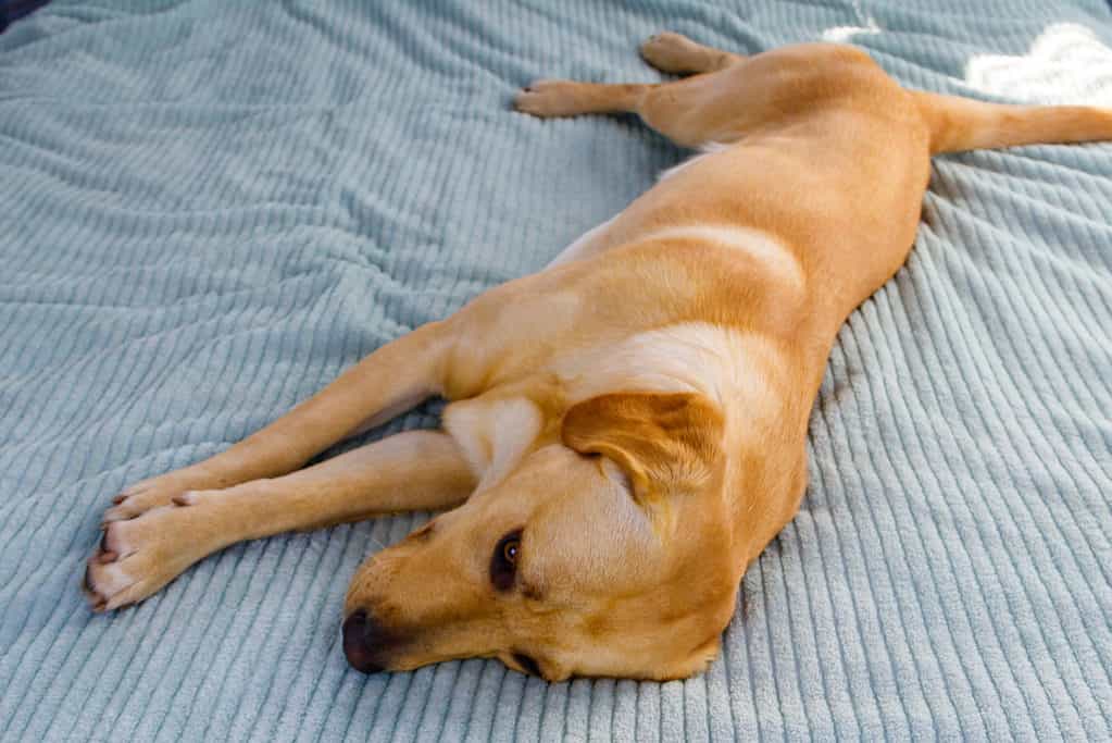 dog lying on side