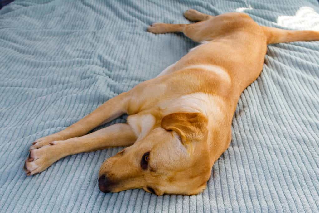 Dog laying on side