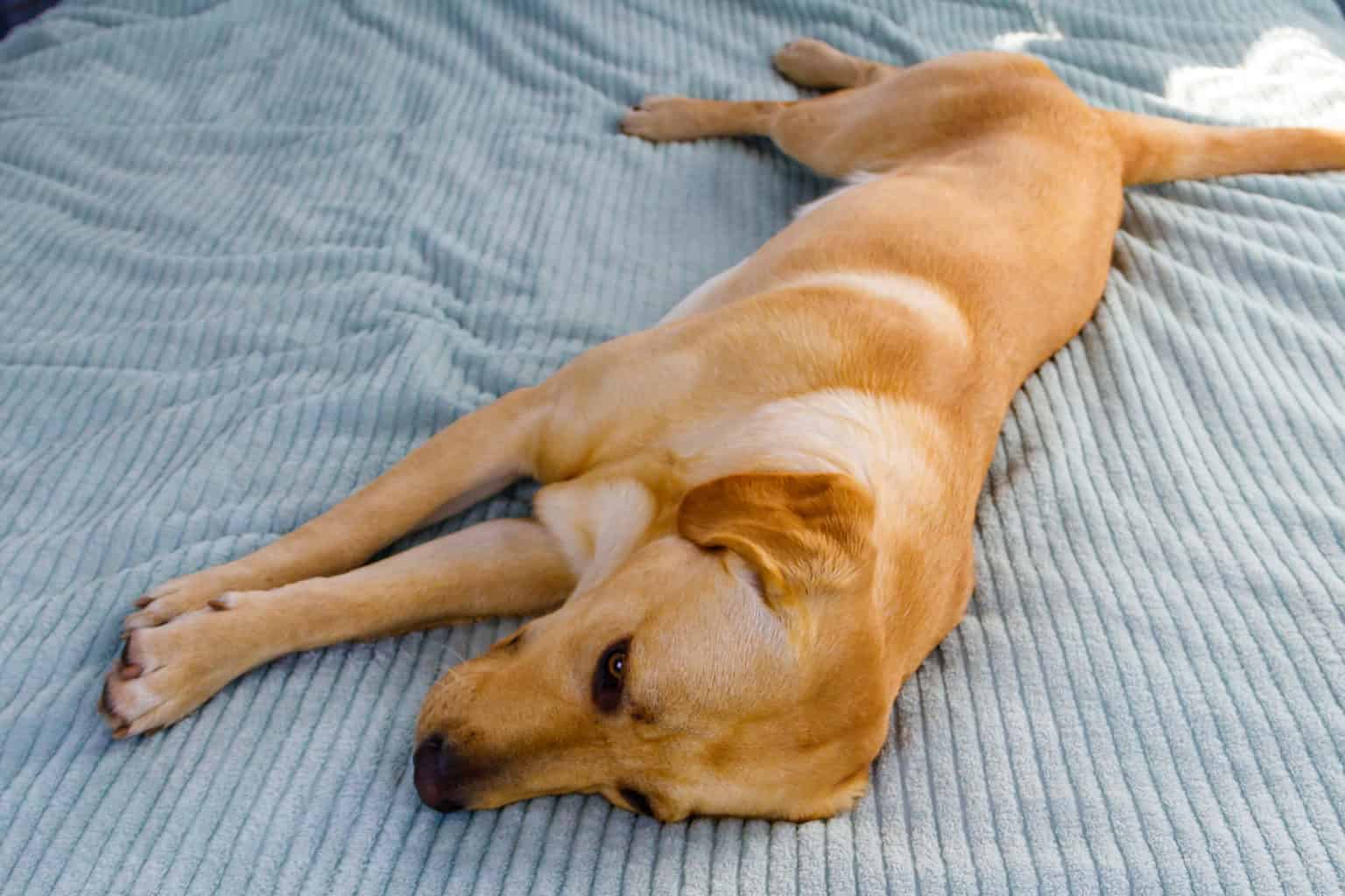How Long Does It Take A Dog To Recover From A Torn ACL? AZ Animals