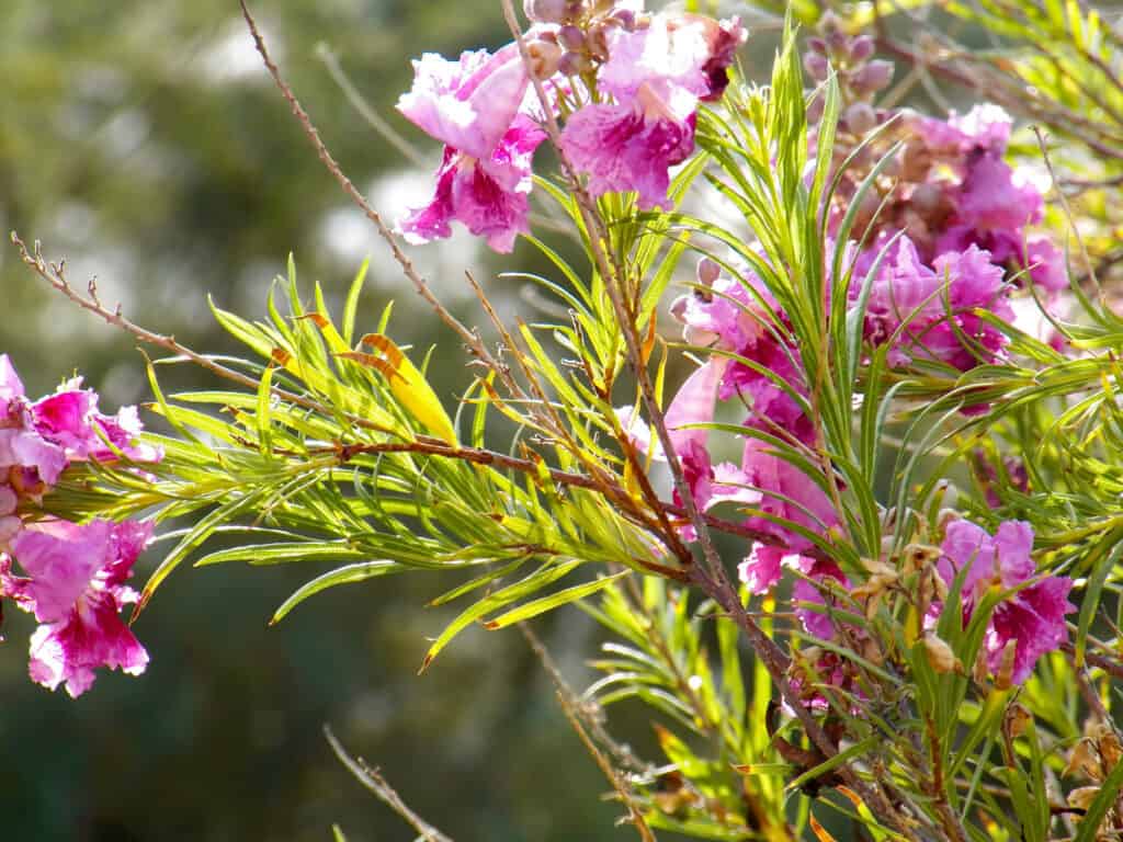 Desert Willow Bush with Bright Pink Blooms