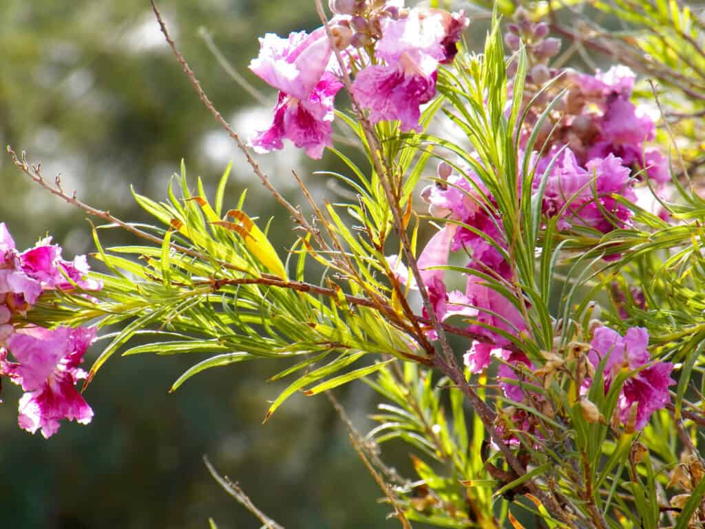 Chitalpa Tree vs. Desert Willow - A-Z Animals