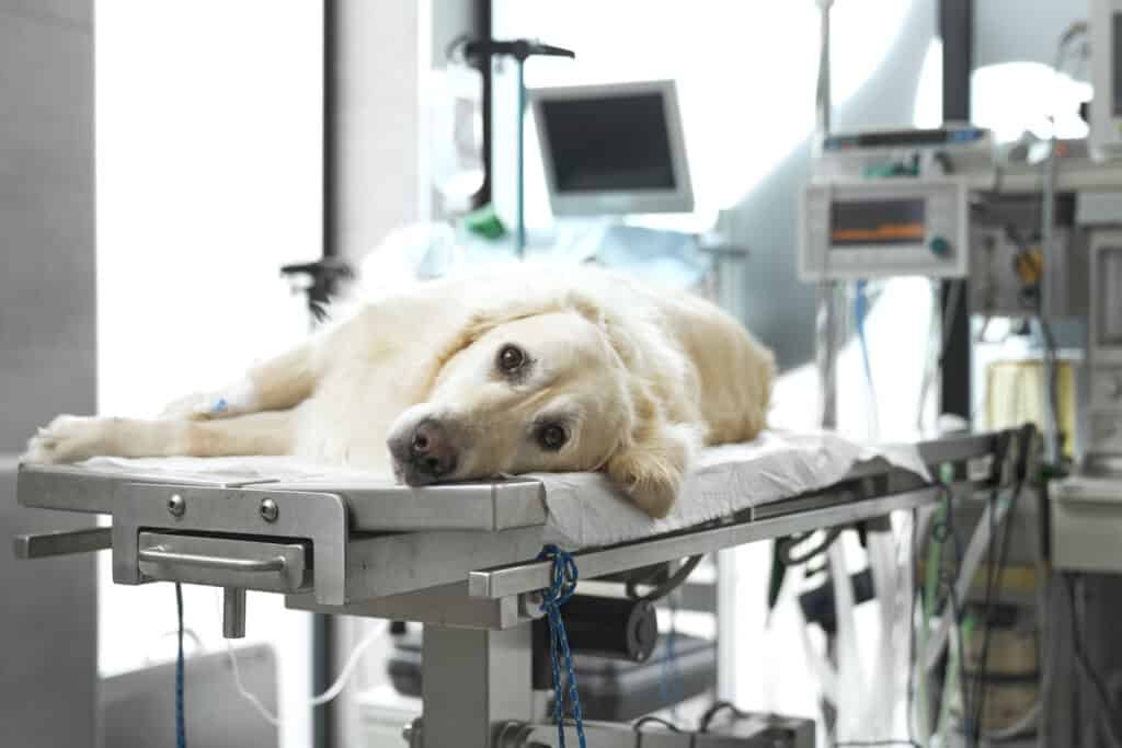 Dog lying on operating table