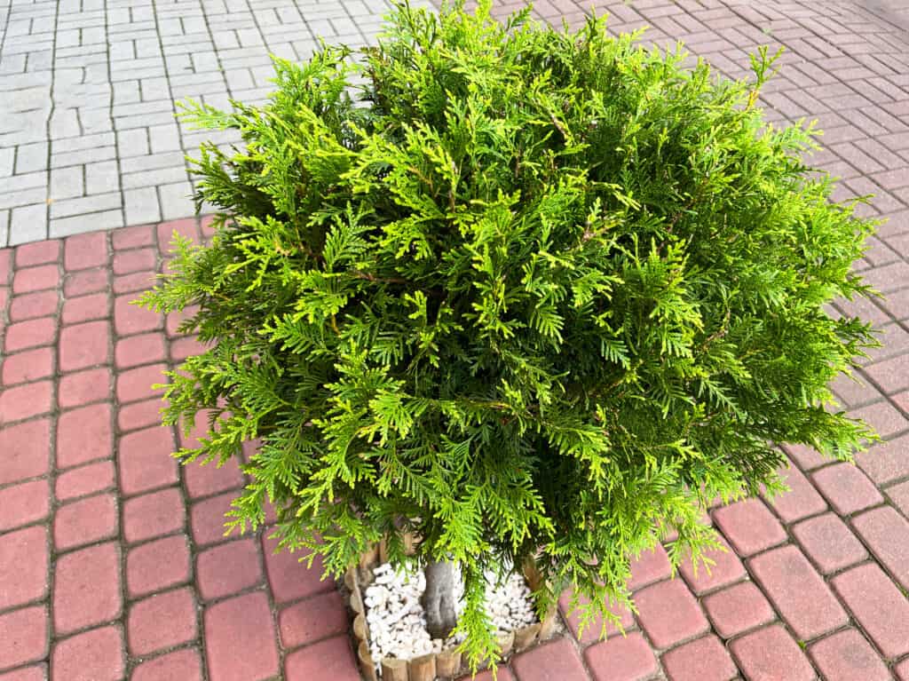 Emerald green arborvitae