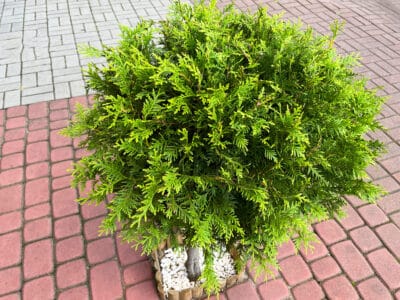 A American Arborvitae vs. Emerald Green: What’s the Difference?