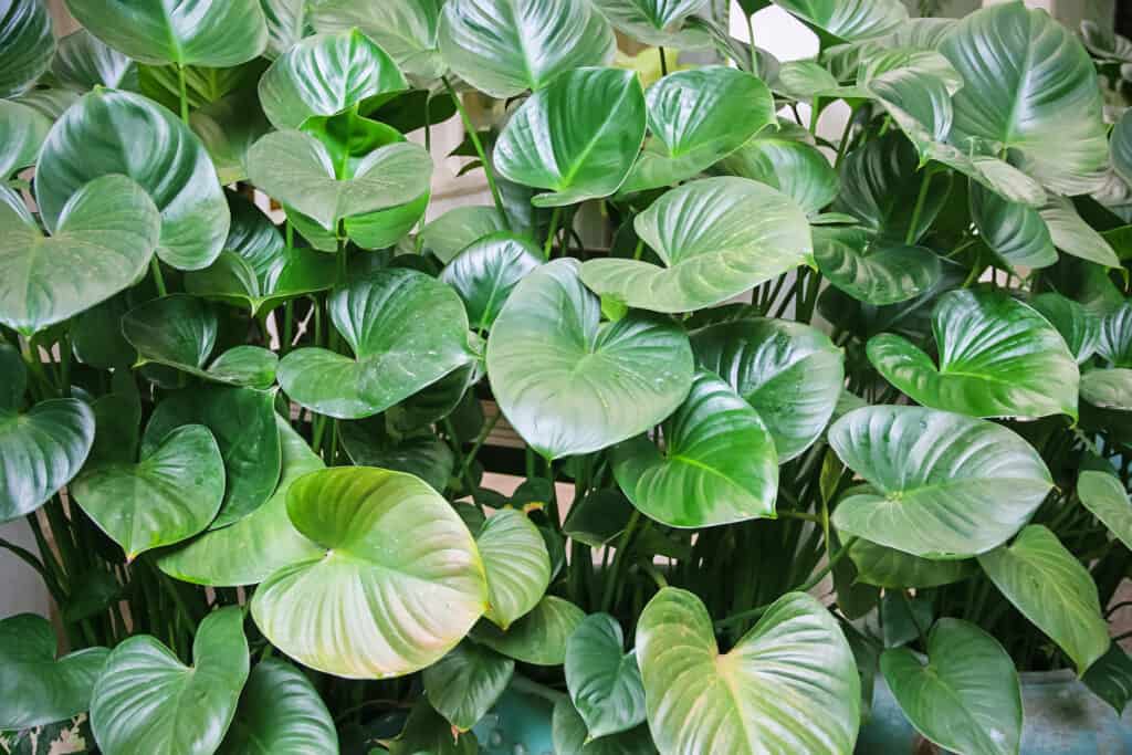 Green Heartleaf, Philodendron hederaceum