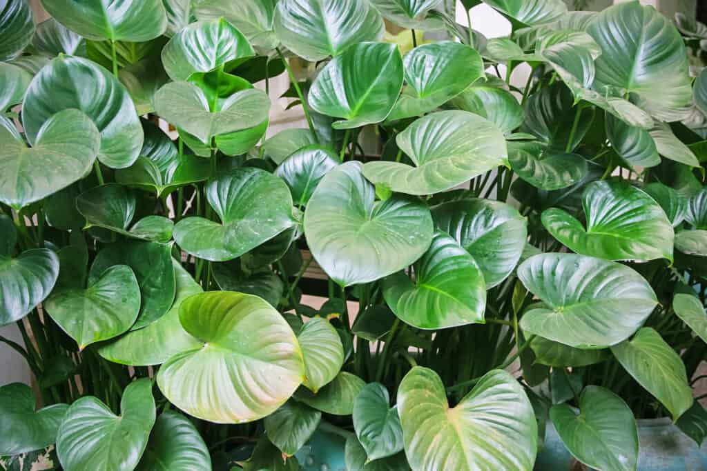 Heartleaf Philodendron hederaceum 