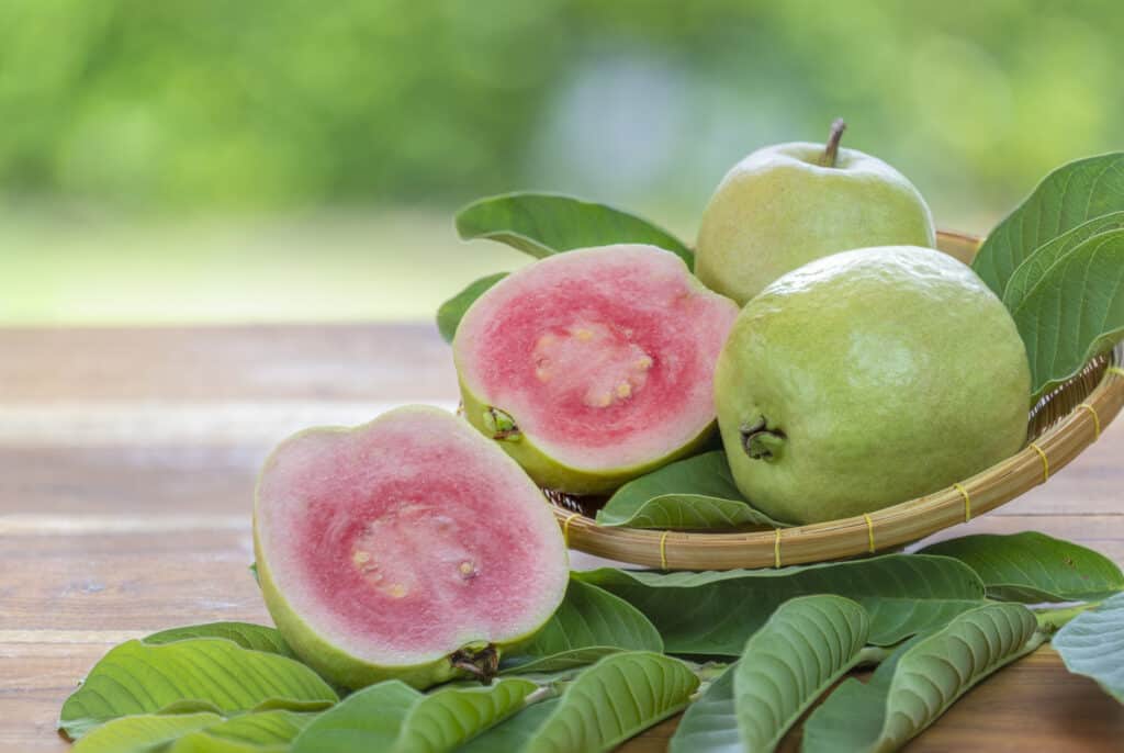 Guava fruit in a bowl