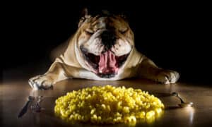Can Dogs Eat Pasta, Noodles, or Spaghetti? What Are The Dangers? Picture