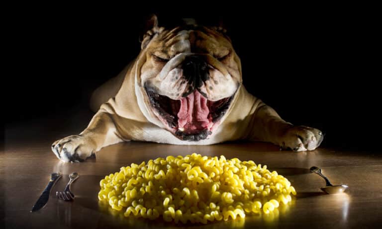 Dog, Pasta, Animal, Animal Mouth, Animal Tongue
