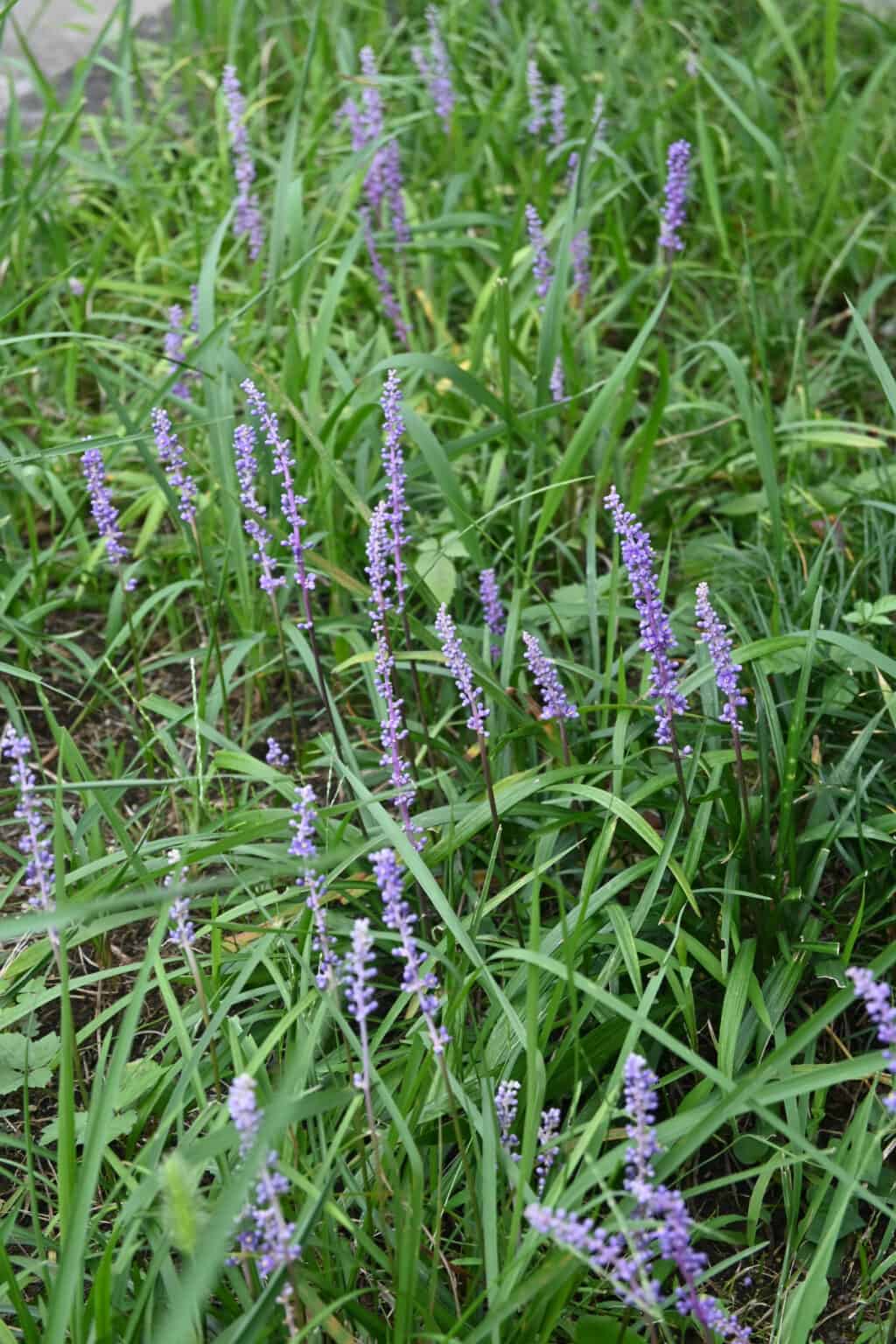 Mondo Grass Vs Liriope Identifying Their Differences 8283