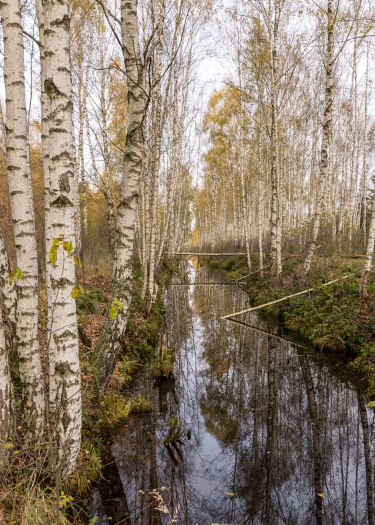 Birch trees are a common site across the North woods