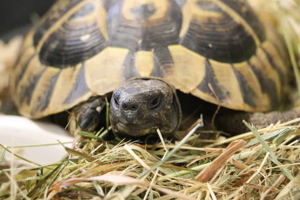 The Giant Tortoise Eating