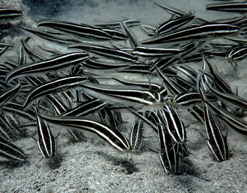 striped eel catfish