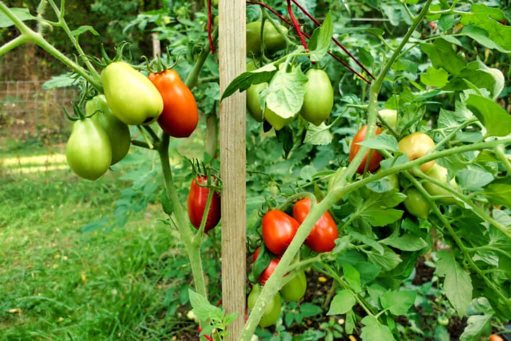 vegetables to plant in july