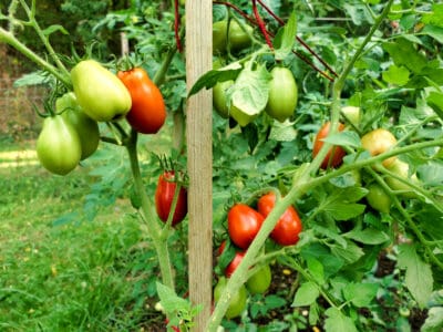 A Growing Tomatoes In Hawaii: Ideal Timing + 6 Helpful Tips