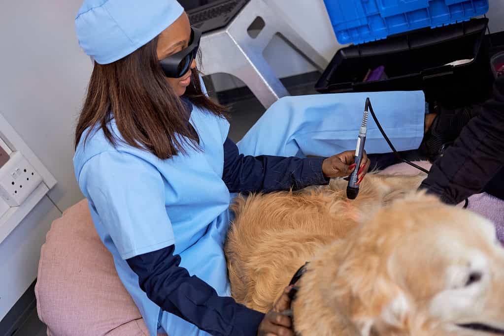 Laser therapy on a golden retriever